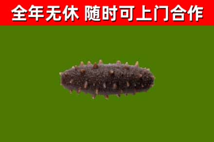 东区烟酒回收干海参.jpg